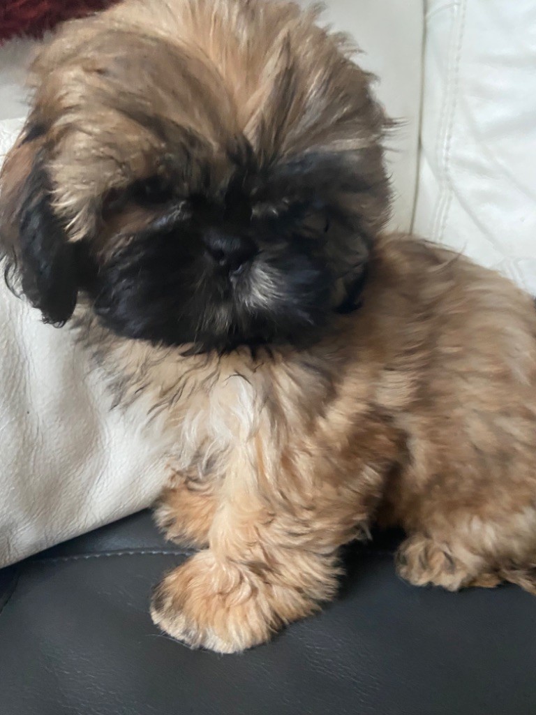 Du Domaine Des Joyaux Tibétains - Chiot disponible  - Shih Tzu