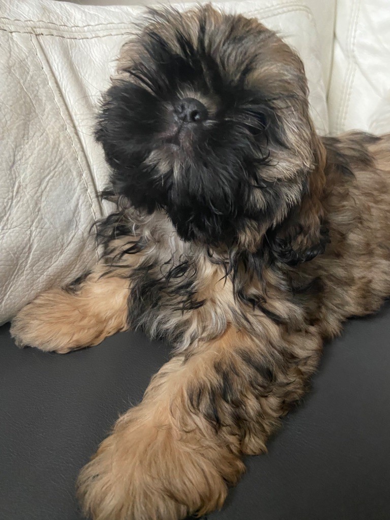 Du Domaine Des Joyaux Tibétains - Chiot disponible  - Shih Tzu