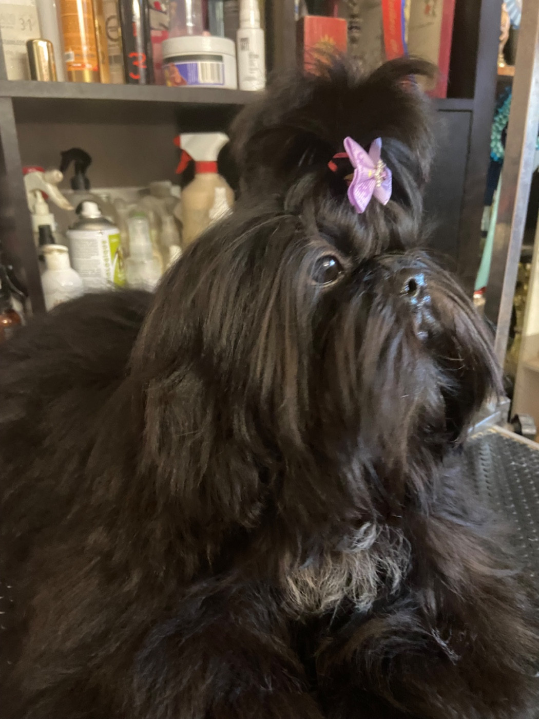 Aston Du Domaine Des Joyaux Tibétains