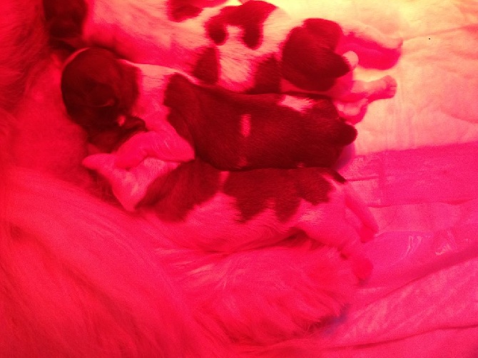 Du Domaine Des Joyaux Tibétains - PHOTOS DES BEBES DE LING TZU ET JIRAYA