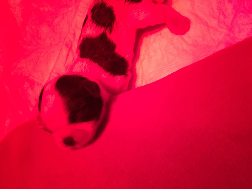 PHOTOS DES BEBES DE HINAE ET JIRAYA