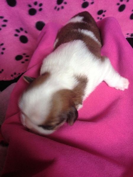 BB LING TZU ET JIRAYA NES LE 07/11/16