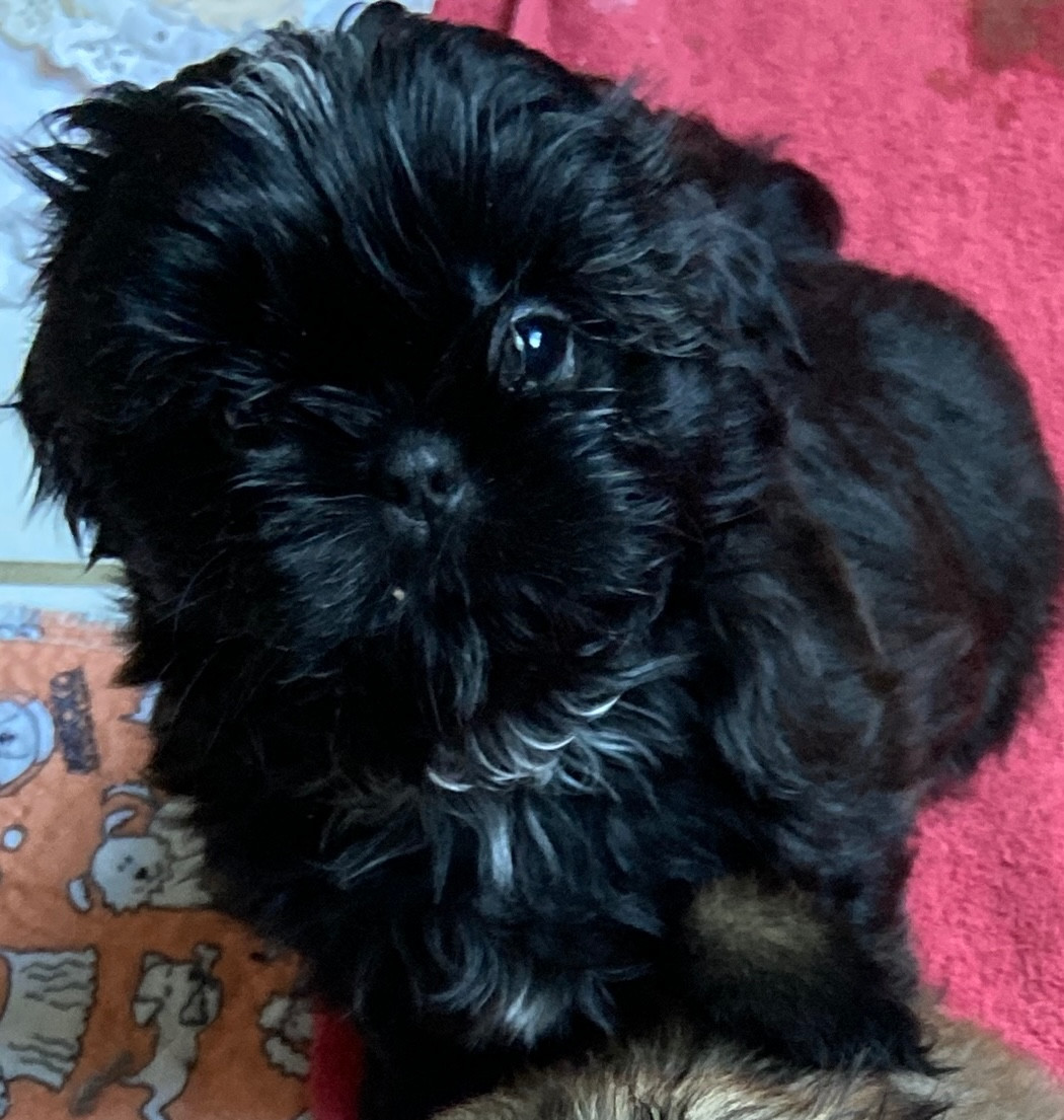 Du Domaine Des Joyaux Tibétains - Chiots disponibles - Shih Tzu