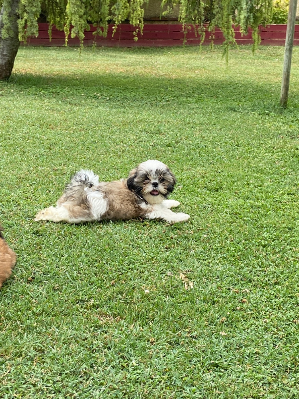 Du Domaine Des Joyaux Tibétains - Chiots disponibles - Shih Tzu