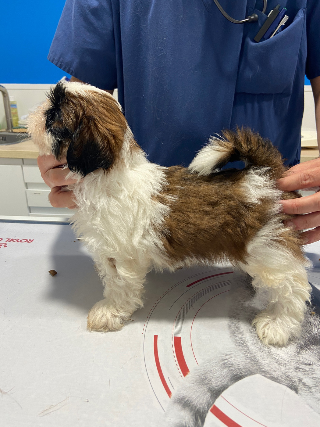 Du Domaine Des Joyaux Tibétains - Chiots disponibles - Shih Tzu