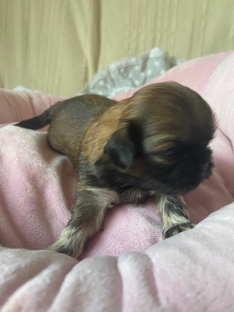 Du Domaine Des Joyaux Tibétains - Chiots disponibles - Shih Tzu