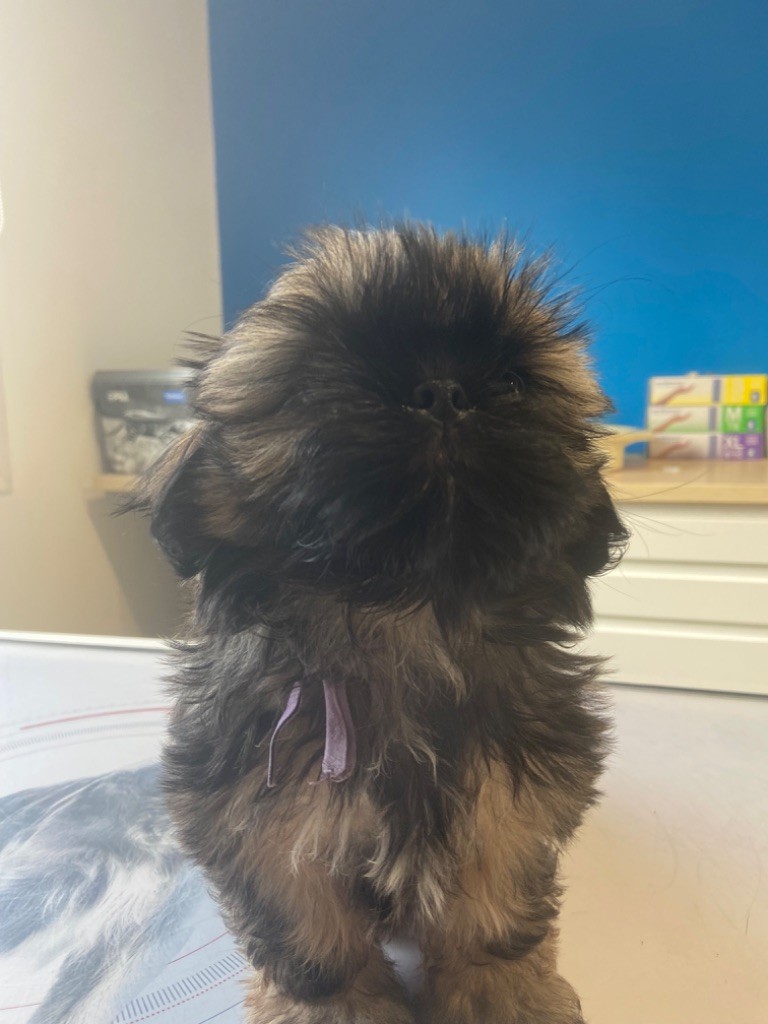 Du Domaine Des Joyaux Tibétains - Chiots disponibles - Shih Tzu