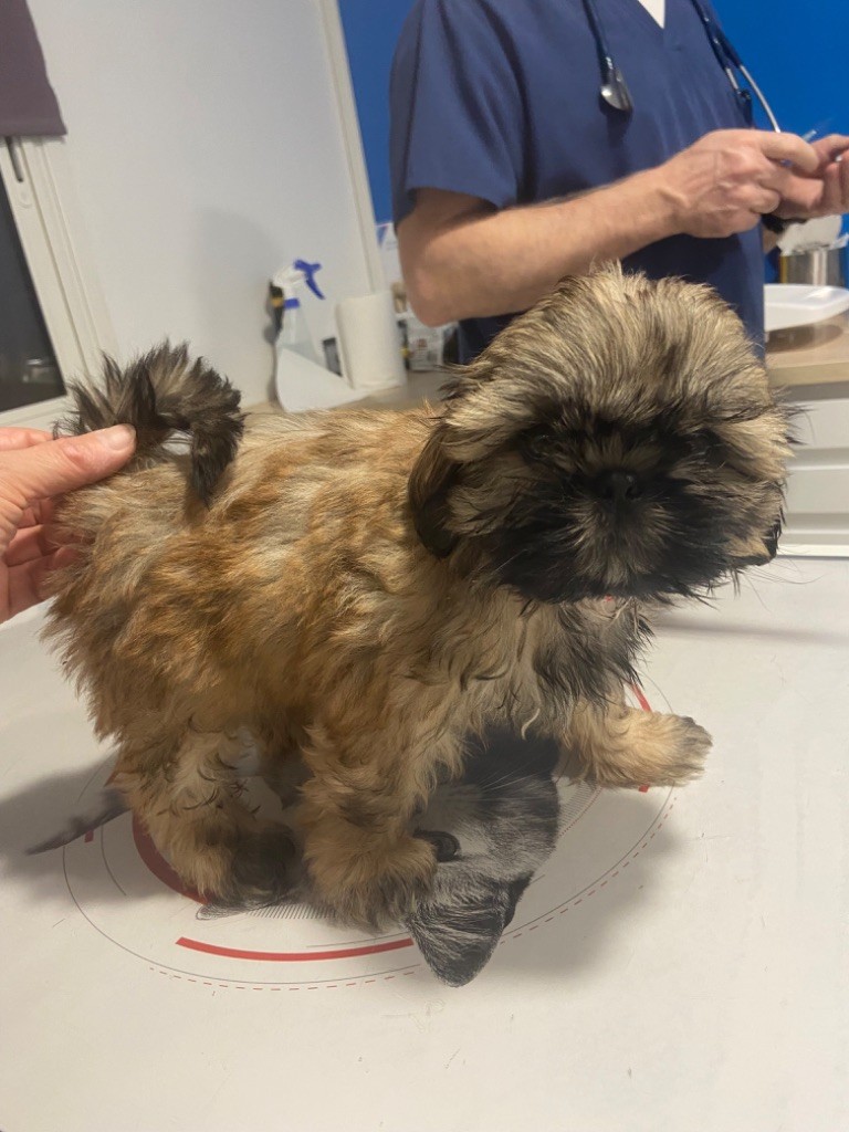 Du Domaine Des Joyaux Tibétains - Chiots disponibles - Shih Tzu