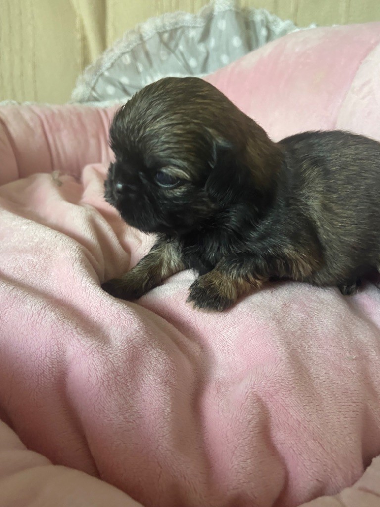 Du Domaine Des Joyaux Tibétains - Chiots disponibles - Shih Tzu