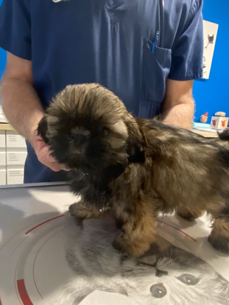 Du Domaine Des Joyaux Tibétains - Chiots disponibles - Shih Tzu