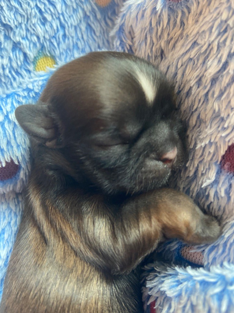 Du Domaine Des Joyaux Tibétains - Shih Tzu - Portée née le 01/08/2025