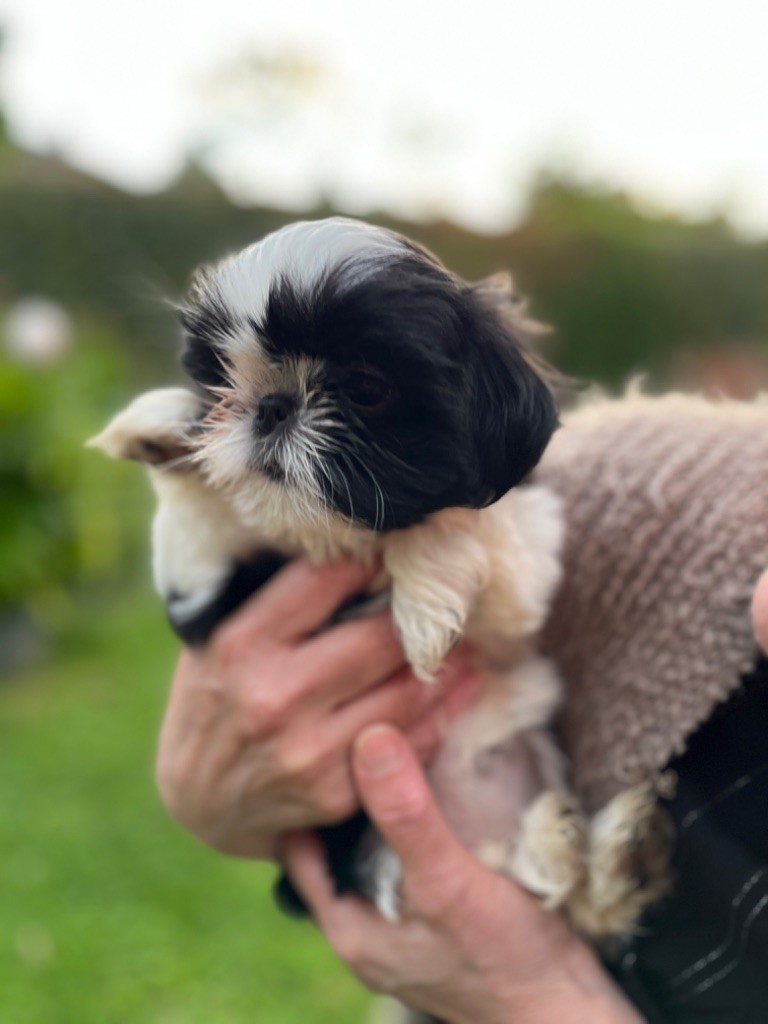 Du Domaine Des Joyaux Tibétains - Chiots disponibles - Shih Tzu
