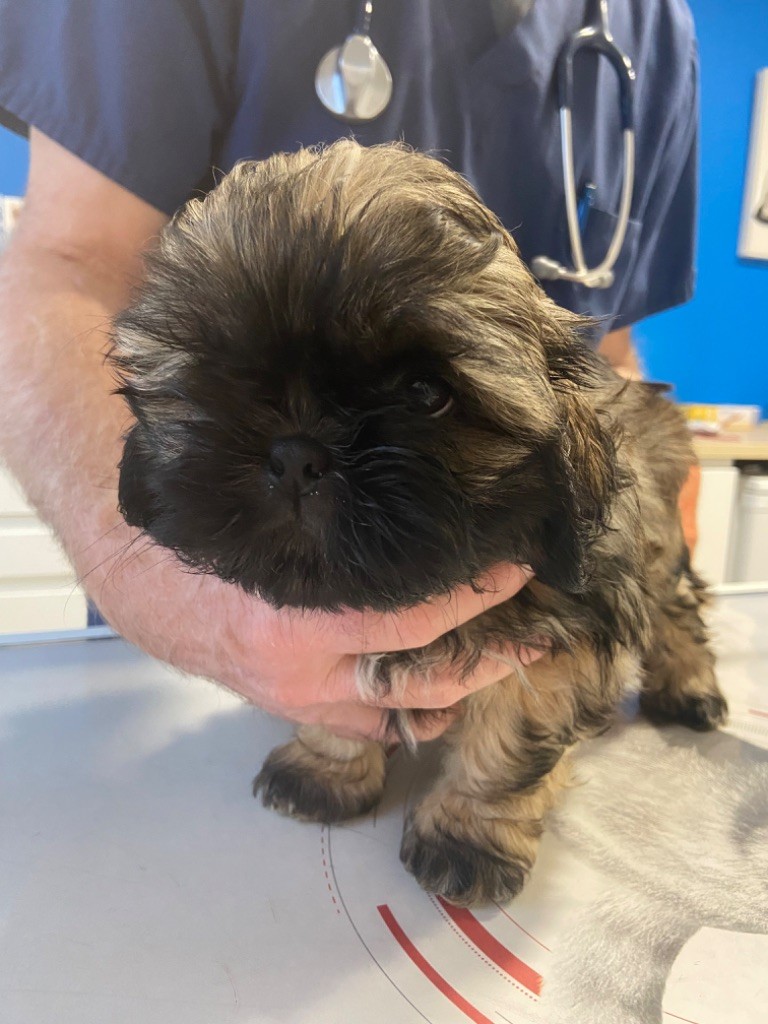 Du Domaine Des Joyaux Tibétains - Chiots disponibles - Shih Tzu