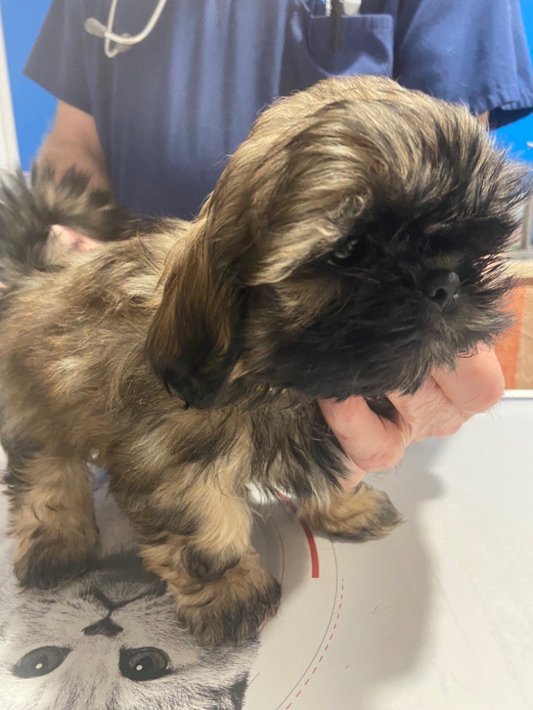 Du Domaine Des Joyaux Tibétains - Chiots disponibles - Shih Tzu