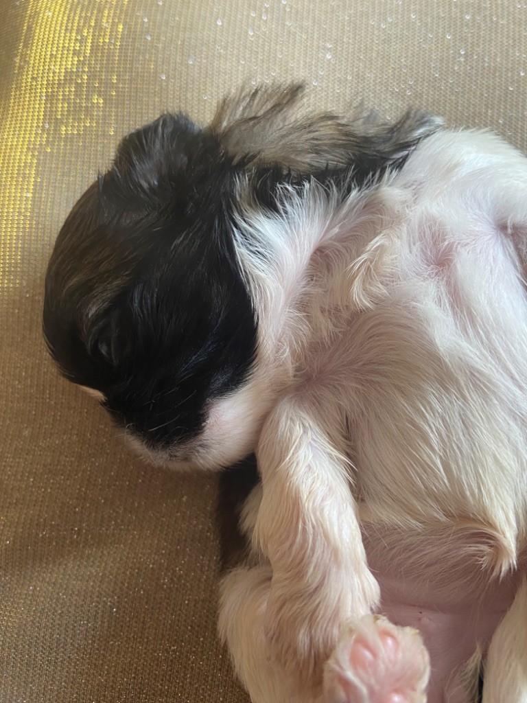 Du Domaine Des Joyaux Tibétains - Chiots disponibles - Shih Tzu
