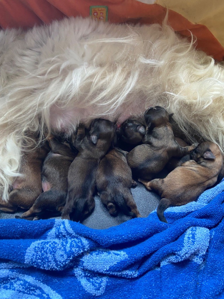 Chiot Shih Tzu Du Domaine Des Joyaux Tibétains